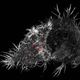 Natural killer (NK) cell immune synapse, 3D-SIM.
